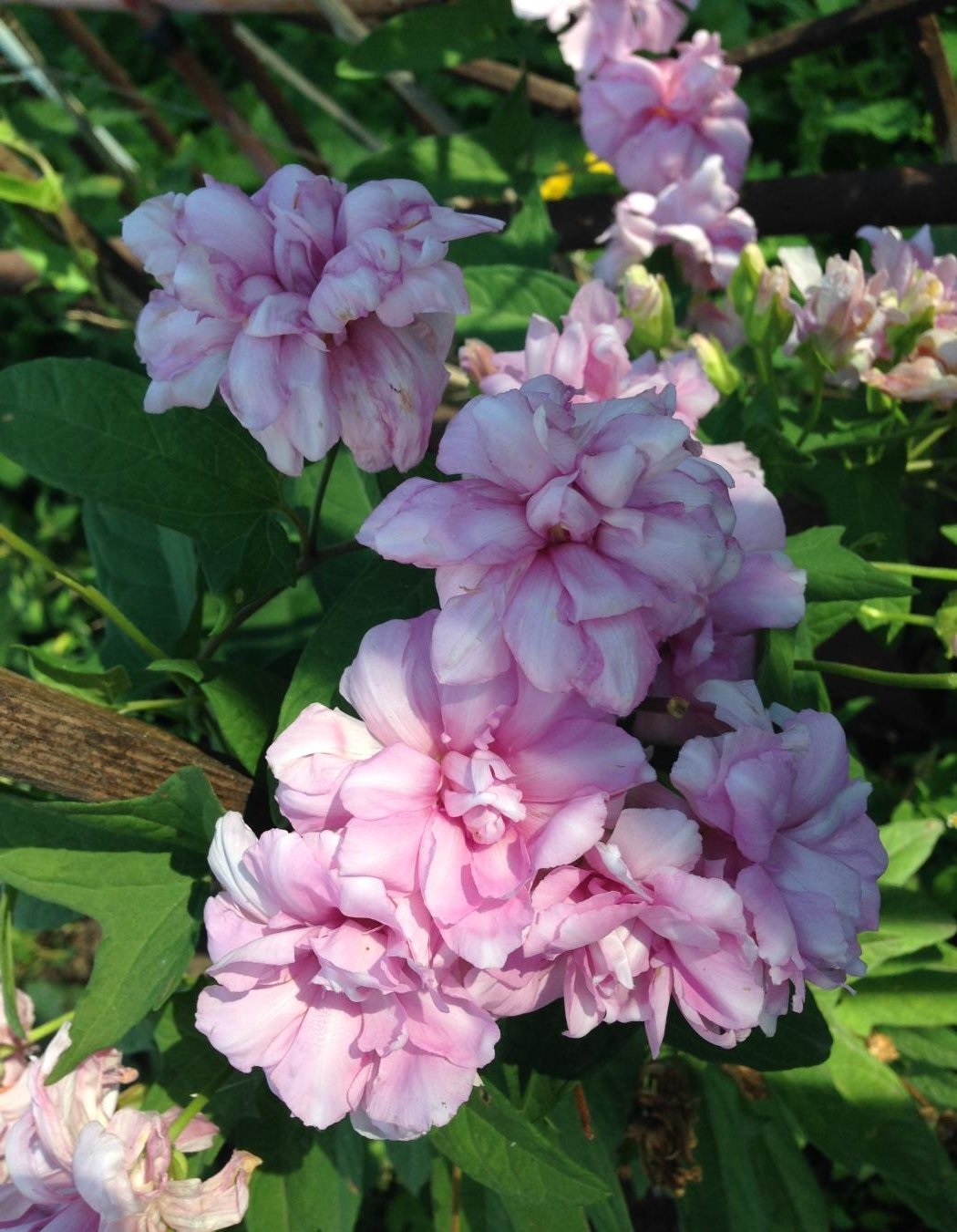 Превью изображения