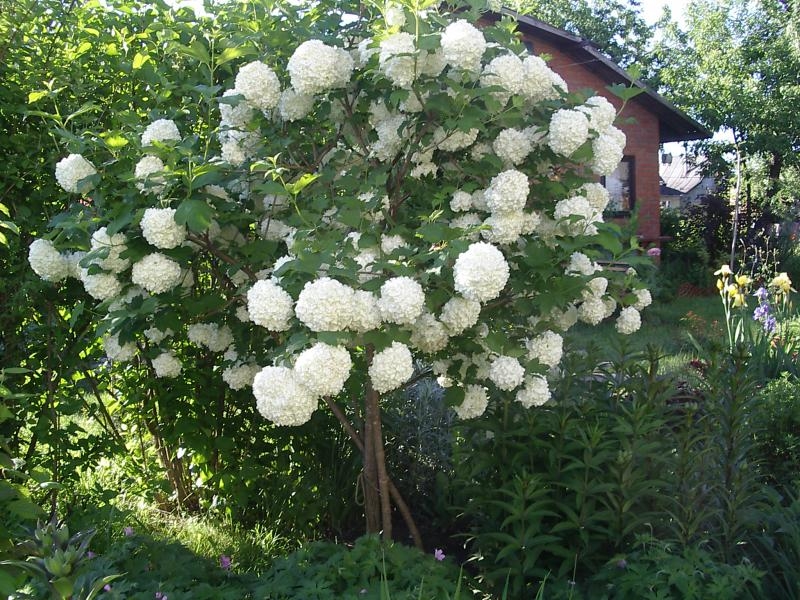 Превью изображения