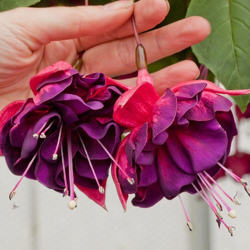 Превью изображения