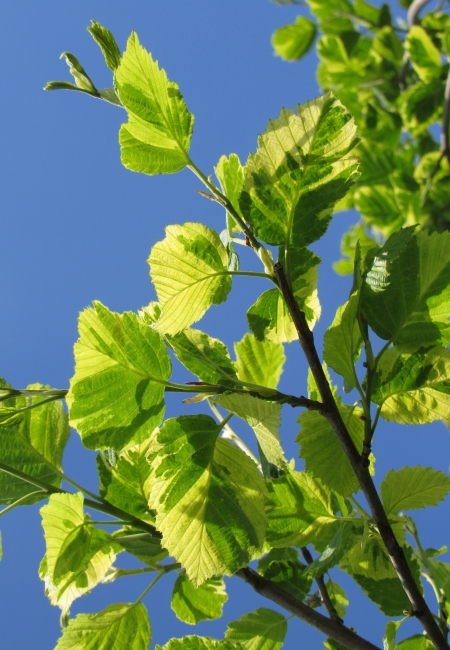 Превью изображения