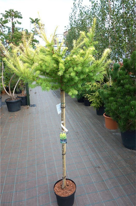 Превью изображения