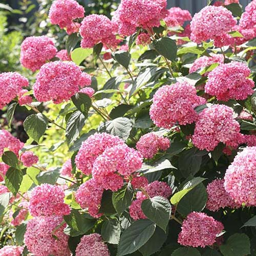 Превью изображения