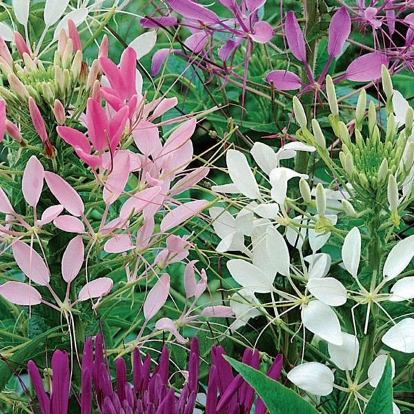 Превью изображения