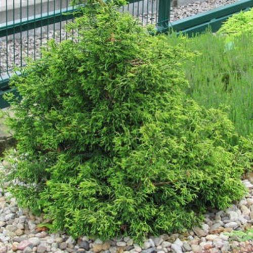 Превью изображения