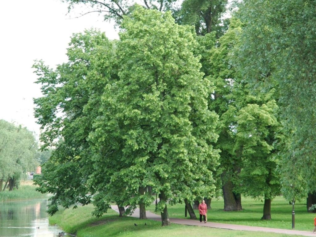 Превью изображения