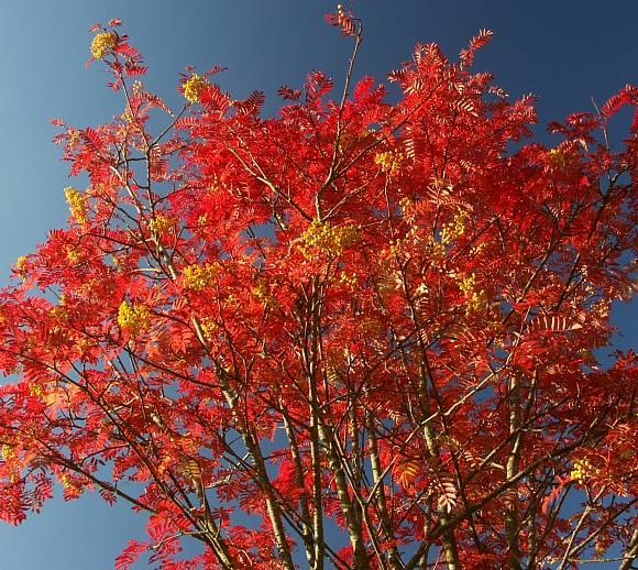 Превью изображения