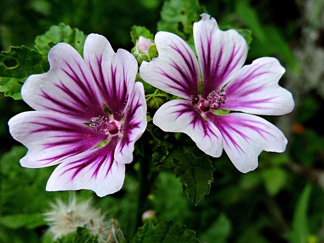 Превью изображения