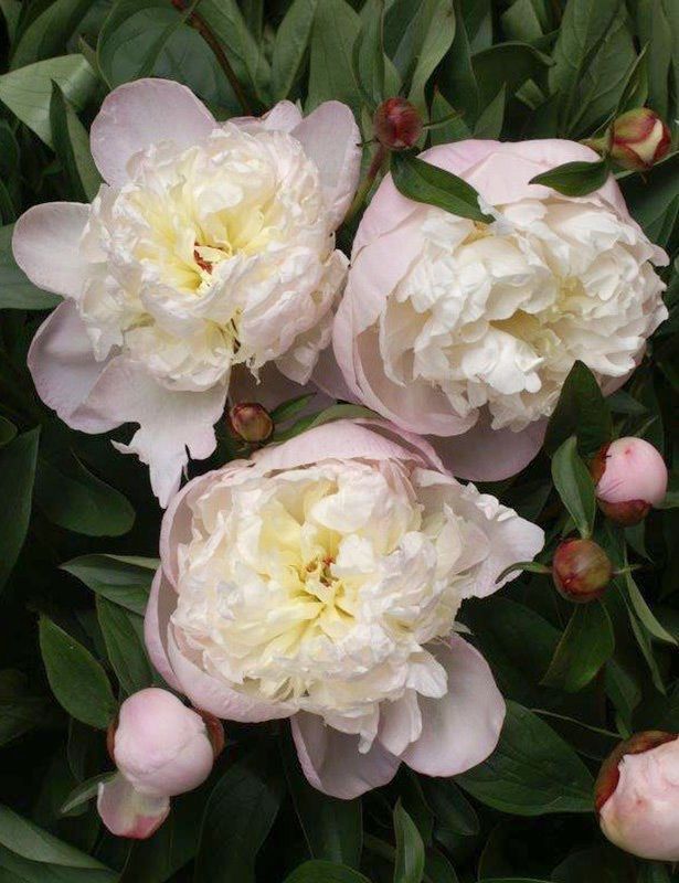 Превью изображения