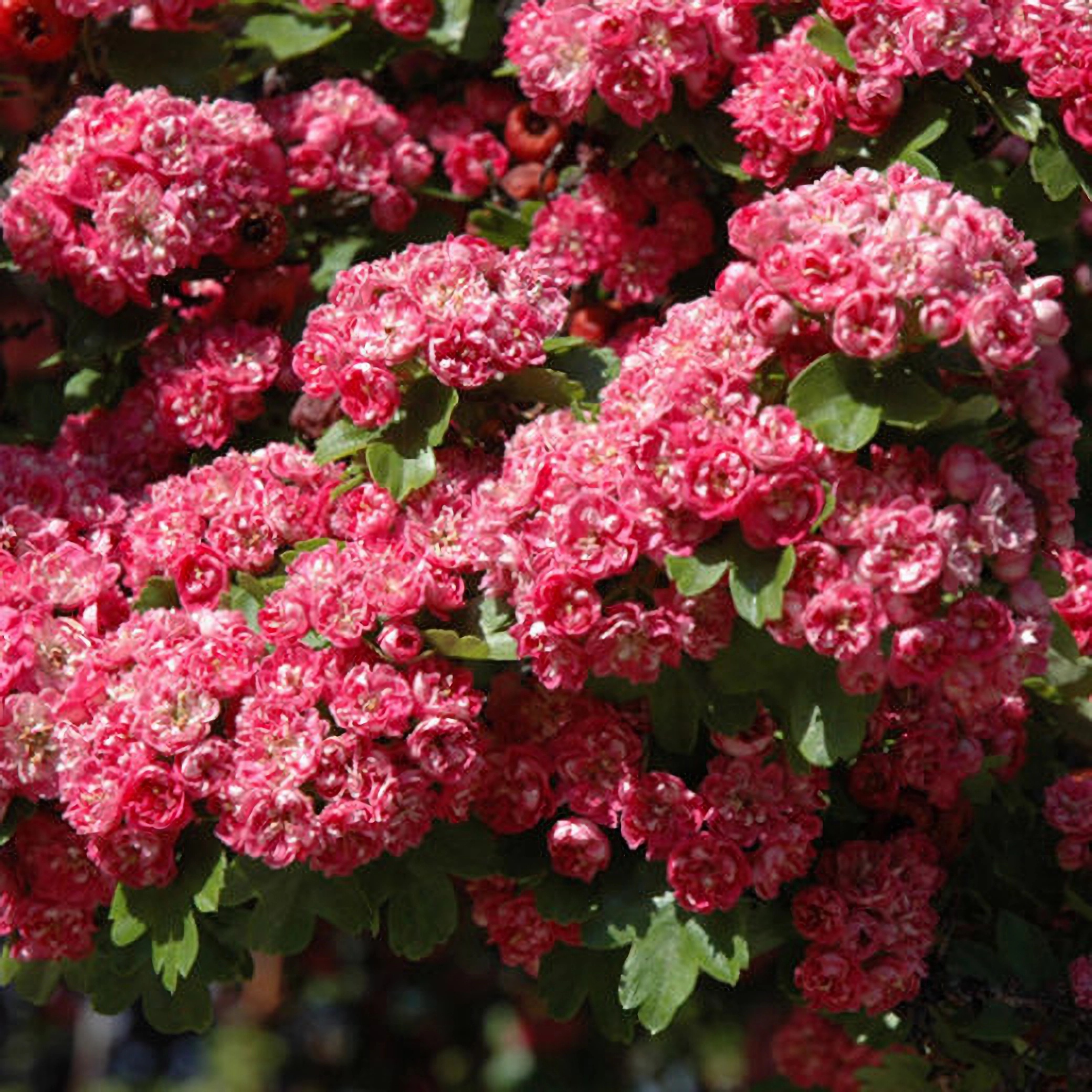 Превью изображения