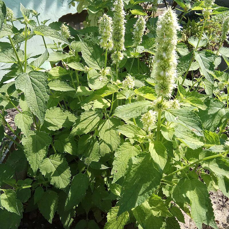 Превью изображения