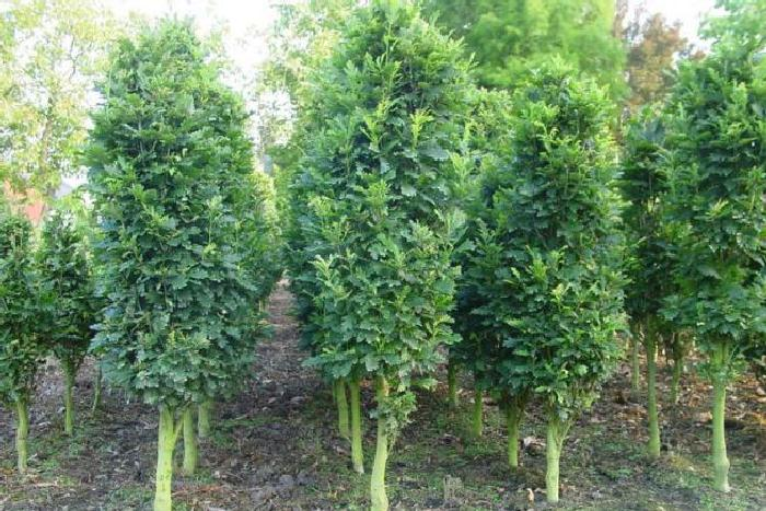 Превью изображения