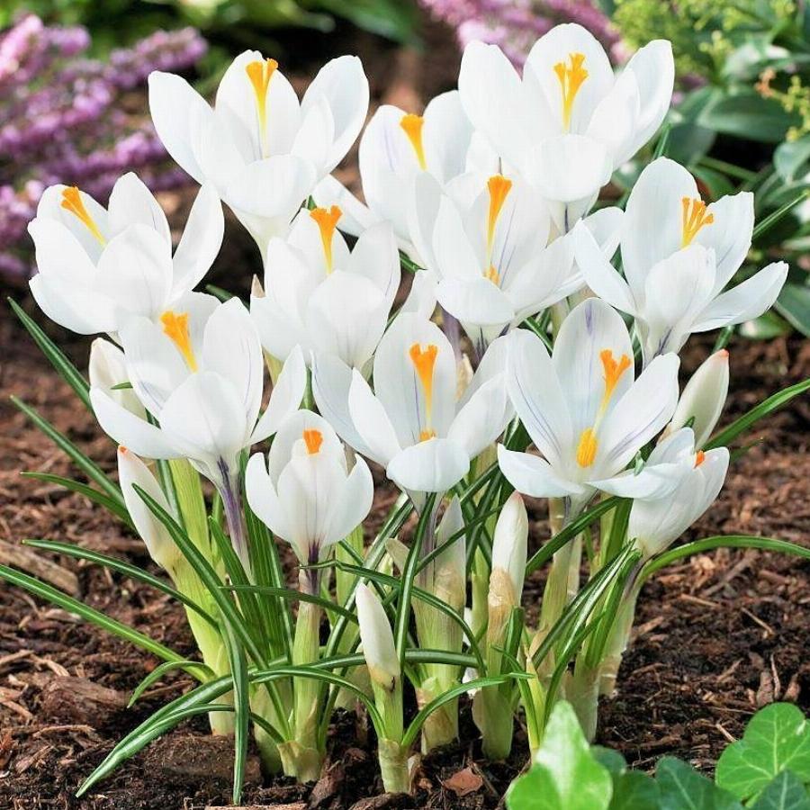 Превью изображения