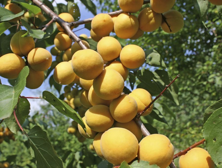 Превью изображения