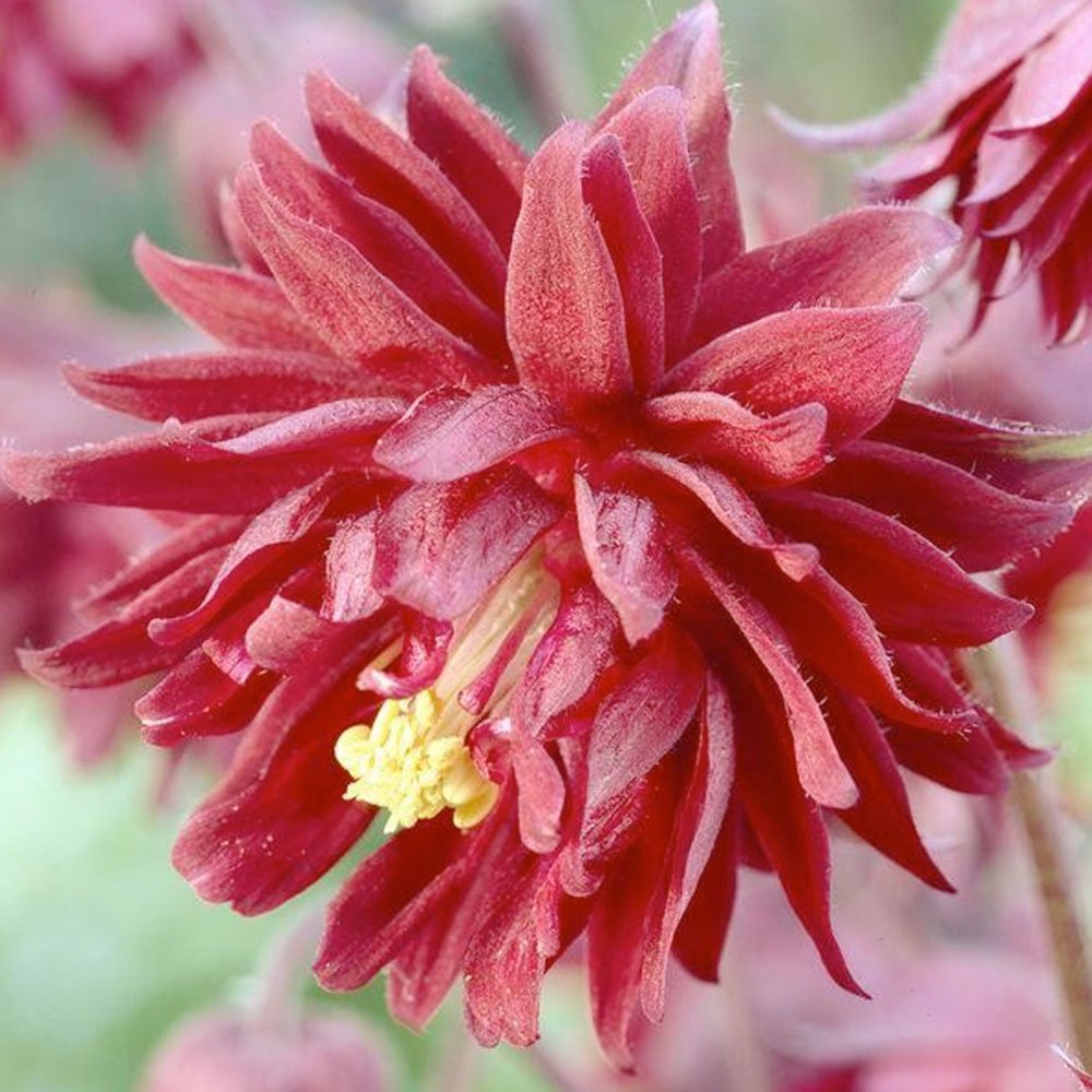 Превью изображения