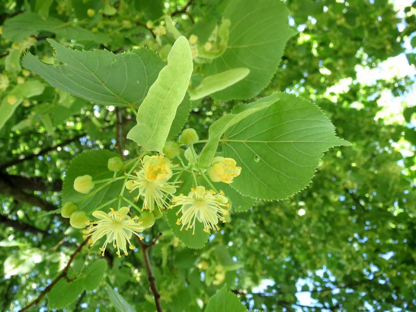 Превью изображения
