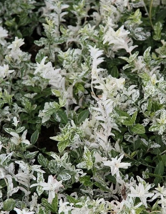 Превью изображения