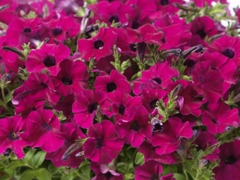 Превью изображения