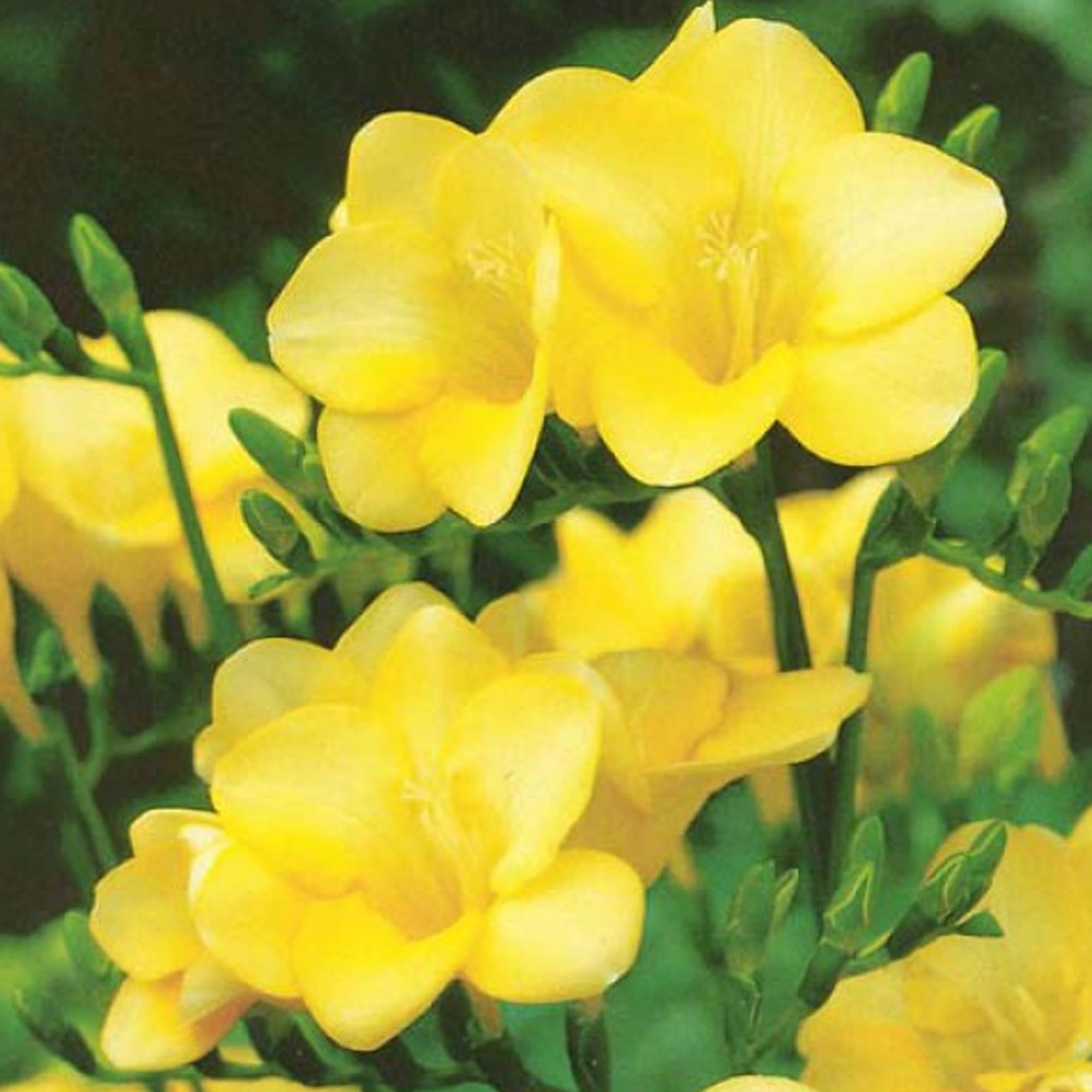 Превью изображения