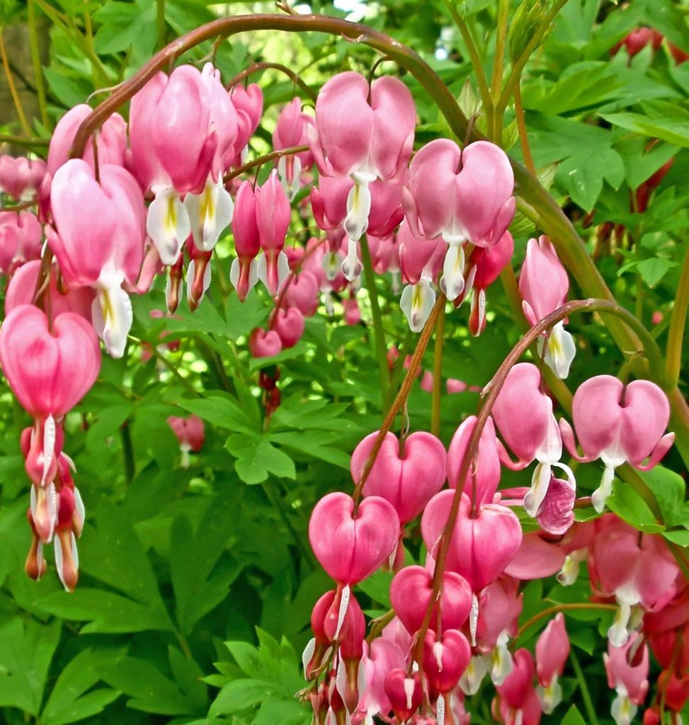 Превью изображения