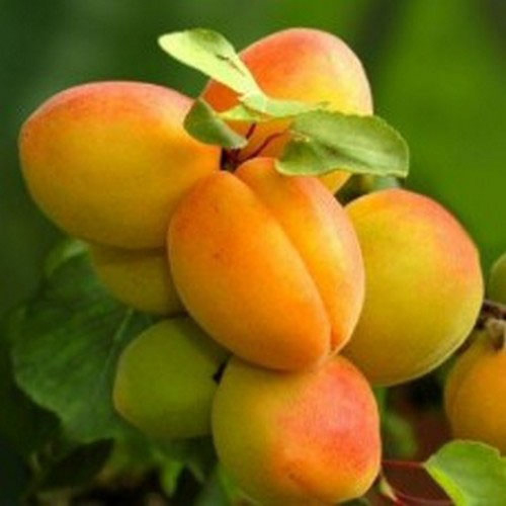 Превью изображения