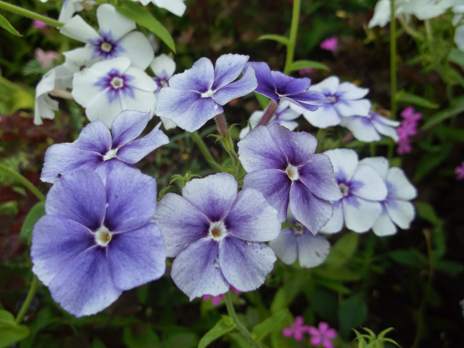 Превью изображения