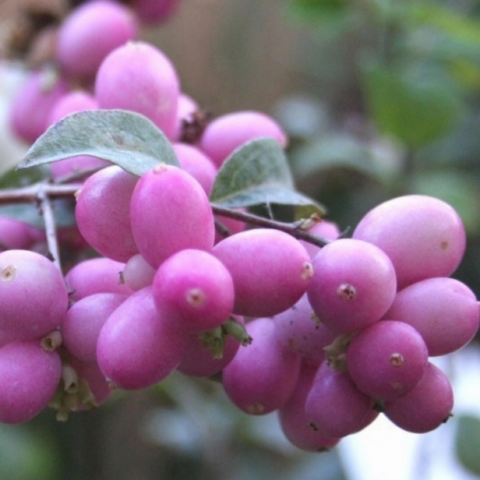 Превью изображения