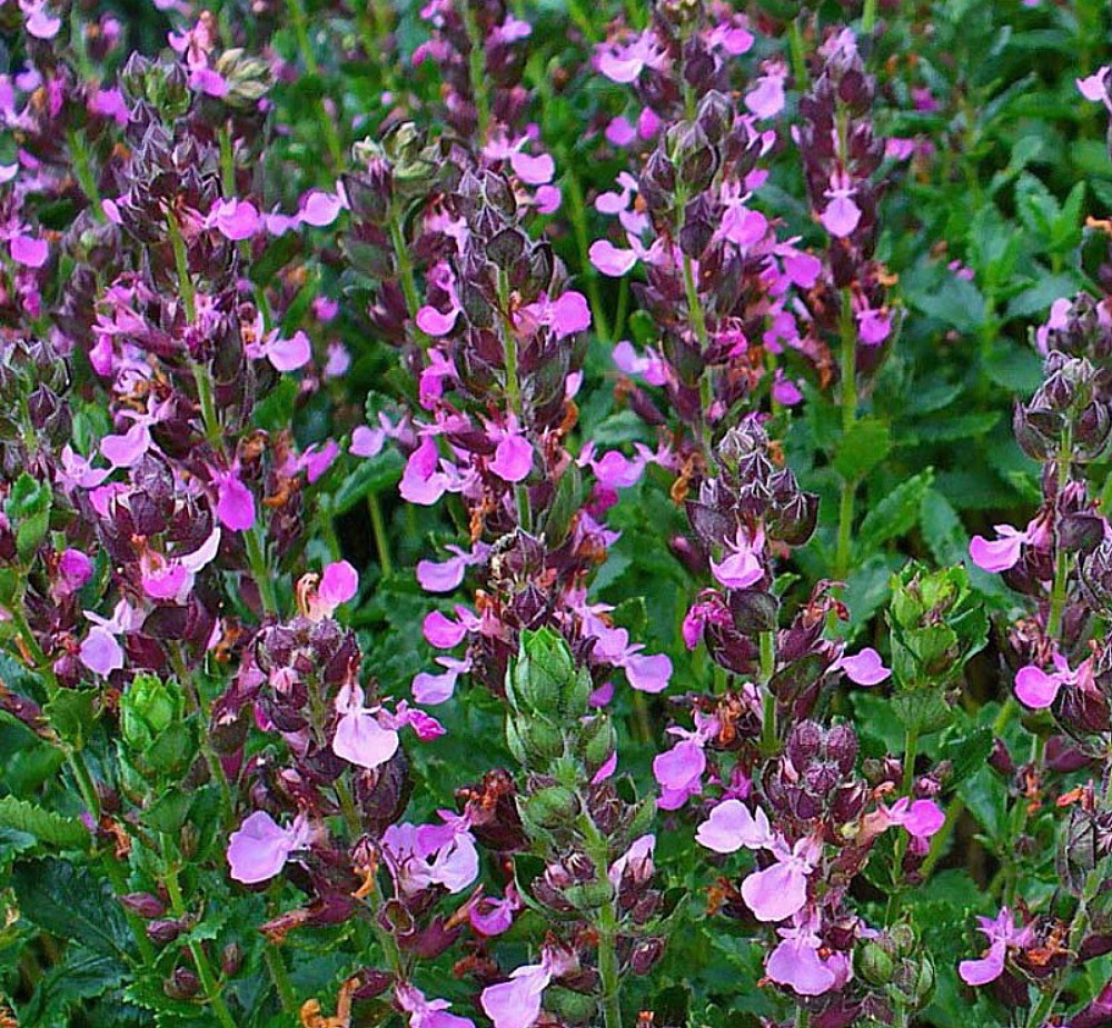 Превью изображения