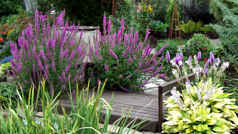 Превью изображения