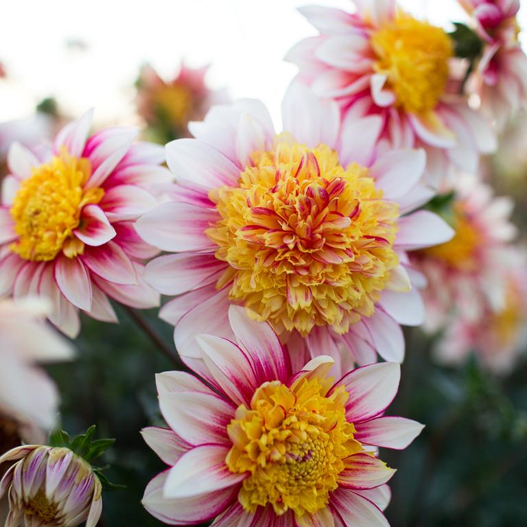 Превью изображения