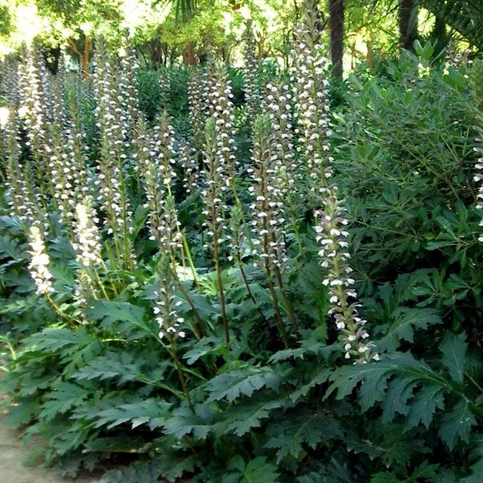 Превью изображения