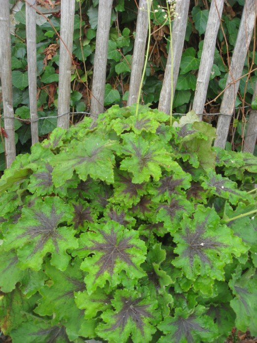 Превью изображения