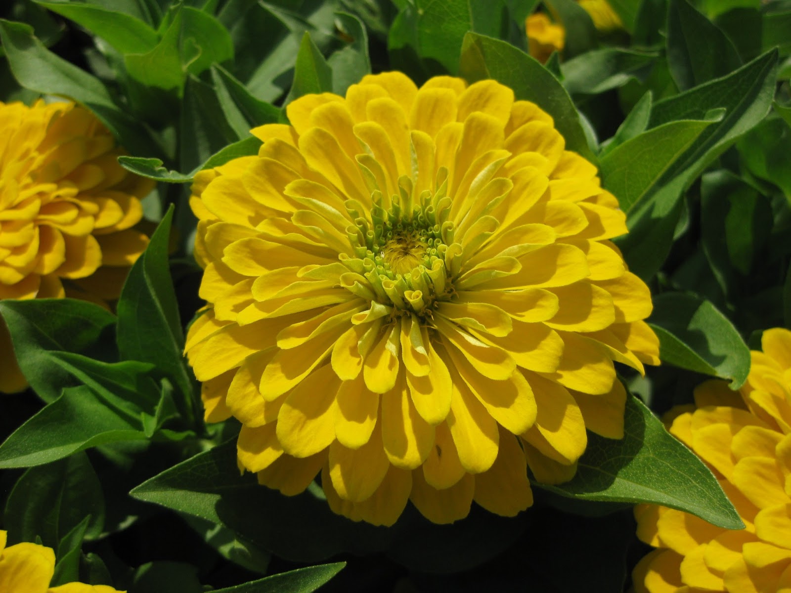 Превью изображения