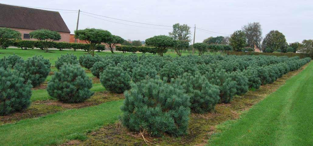 Превью изображения