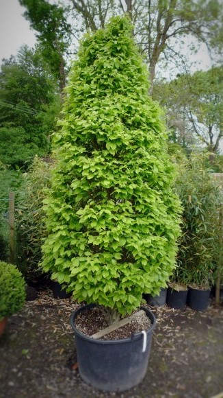 Превью изображения