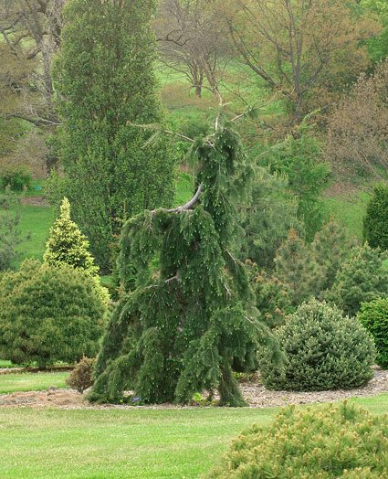 Превью изображения