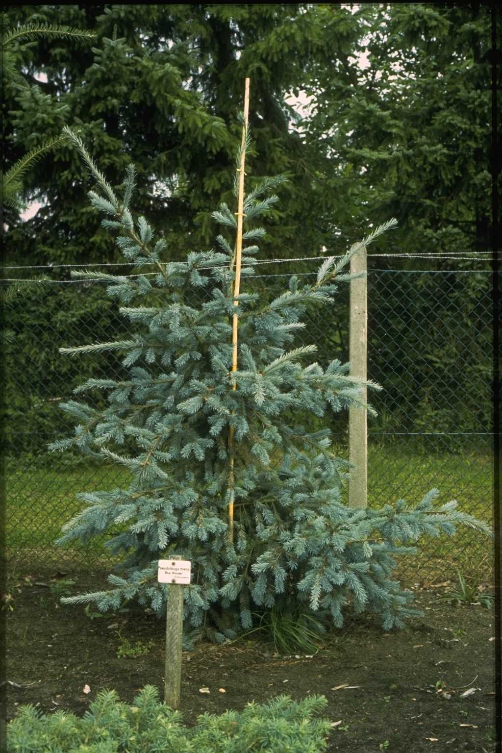 Превью изображения