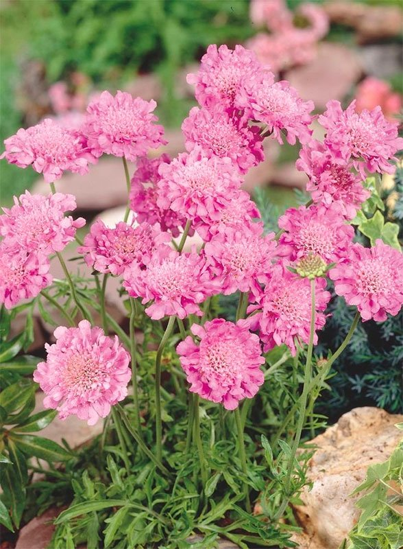 Превью изображения