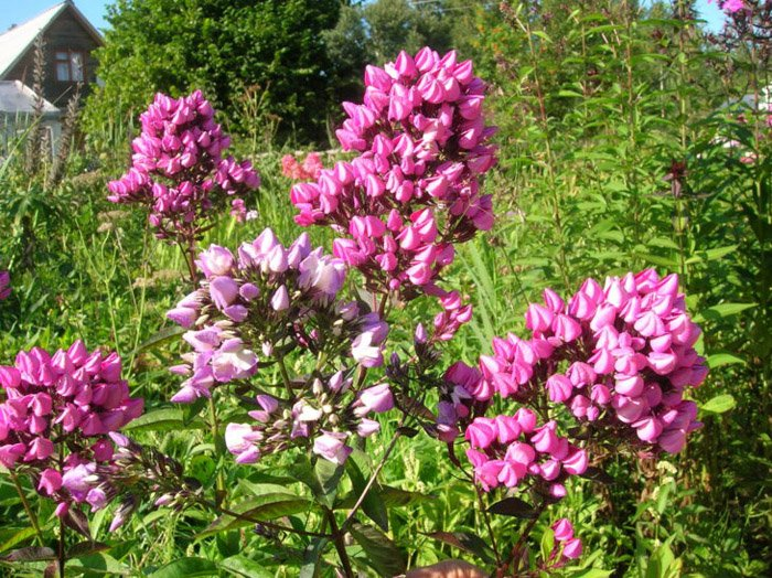 Превью изображения