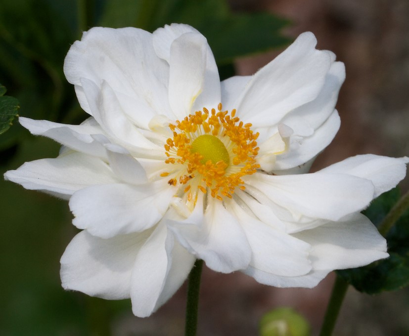 Превью изображения