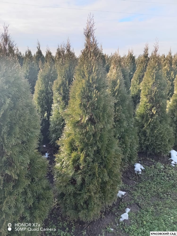 Превью изображения