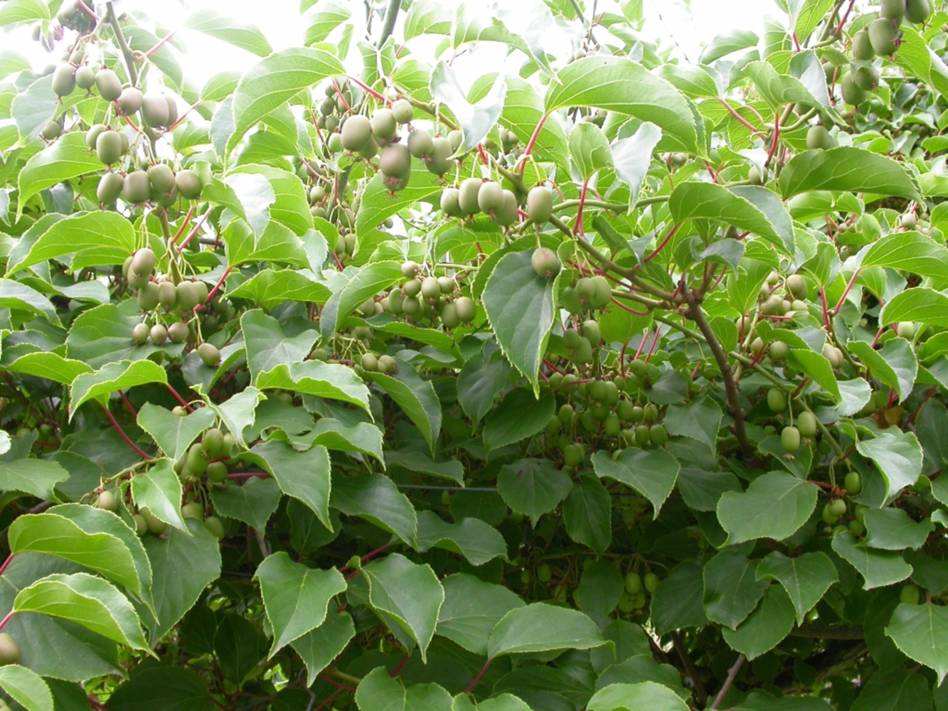 Превью изображения