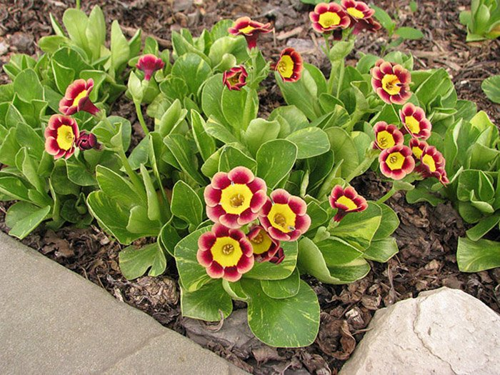 Превью изображения