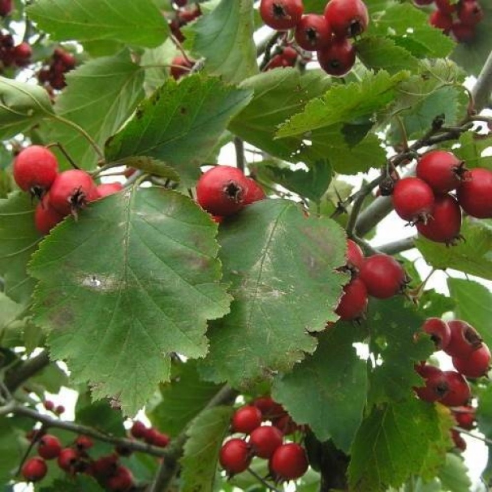 Превью изображения