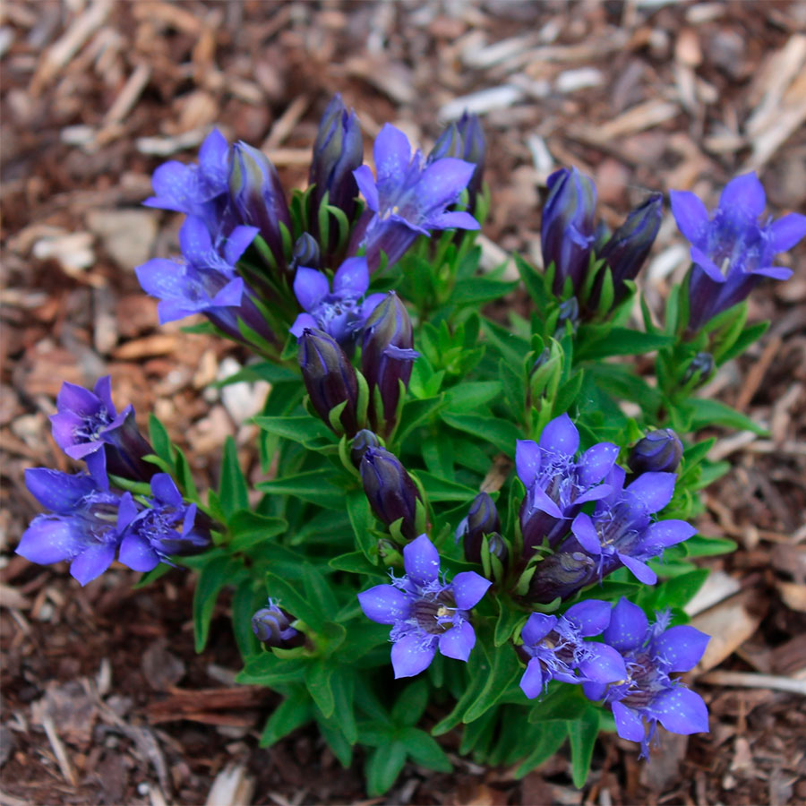 Превью изображения