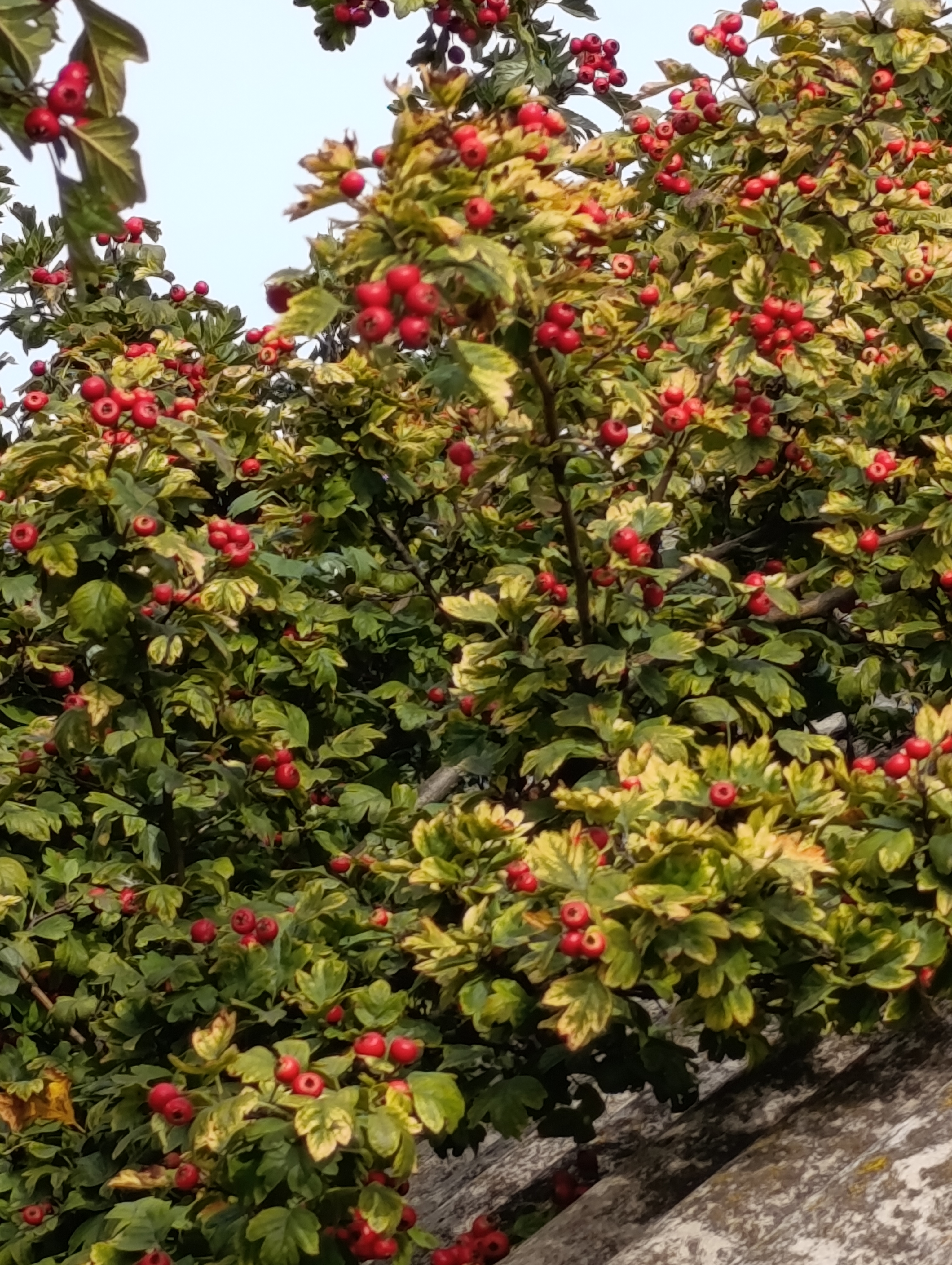 Превью изображения