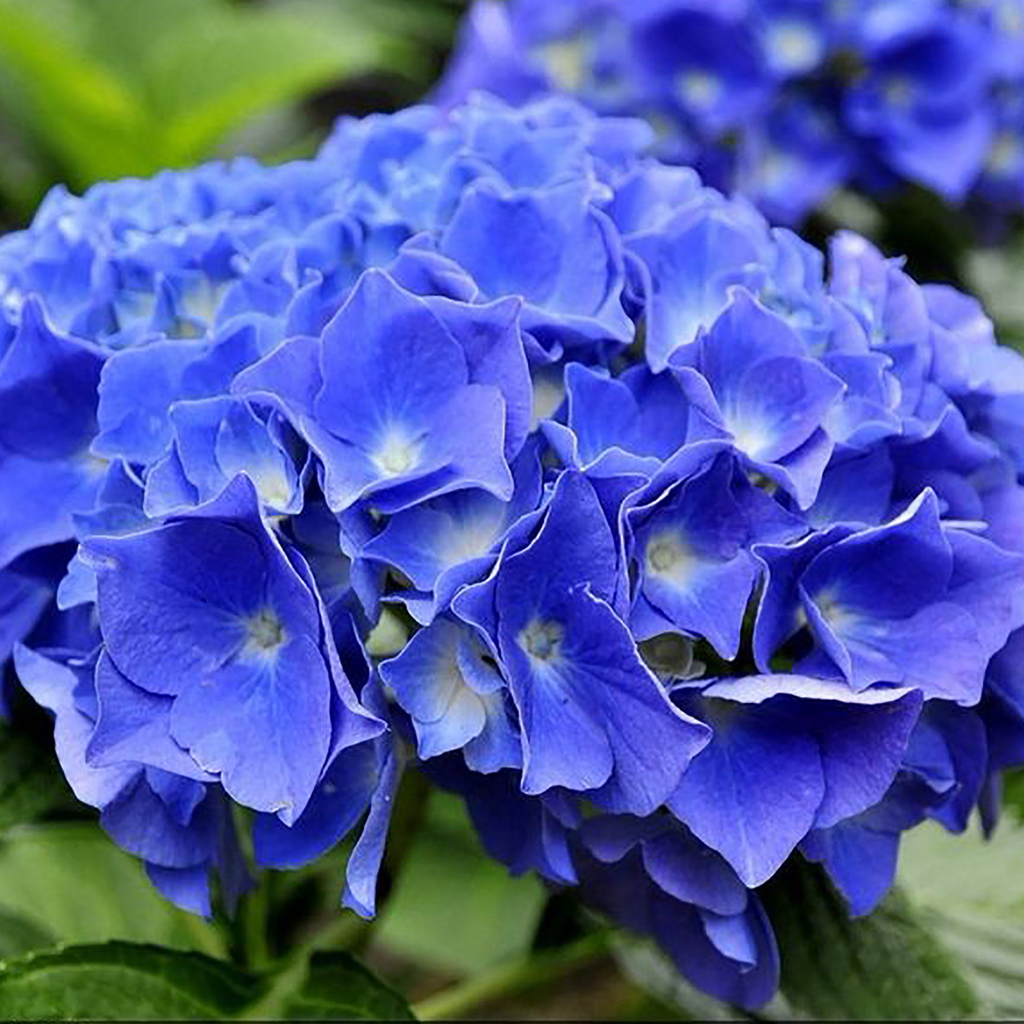 Превью изображения