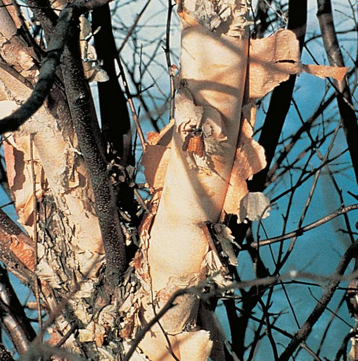 Превью изображения