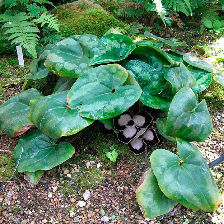 Превью изображения