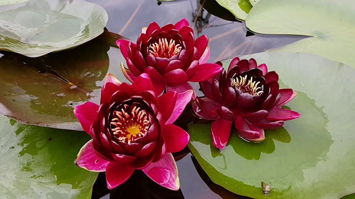 Превью изображения