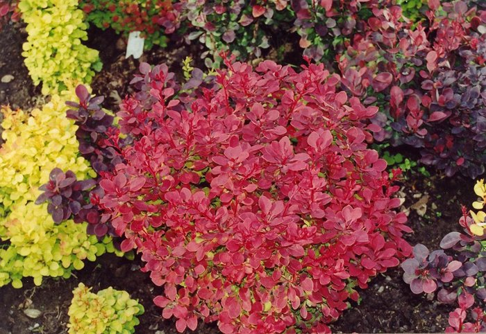 Превью изображения